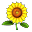 Floarea Soarelui.png