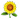 Floarea Soarelui.png