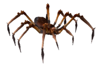 Păianjen Otrăvitor Rău (invazie).png