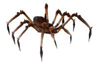 Păianjen Otrăvitor Rău.png