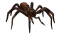 Păianjen Otrăvitor Mic V2.png